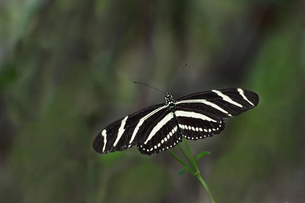 Image of a zebra longwing