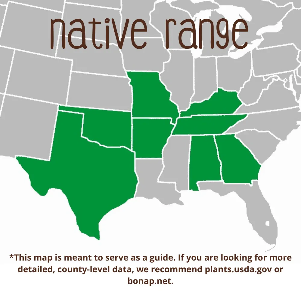 Smoketree Range