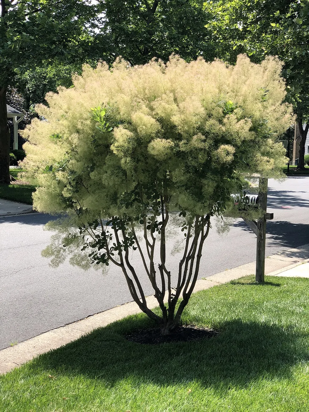 American Smoketree image