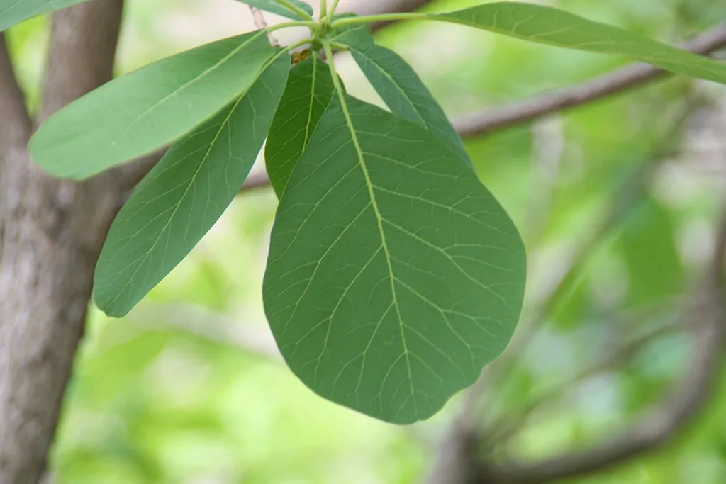 American Smoketree image