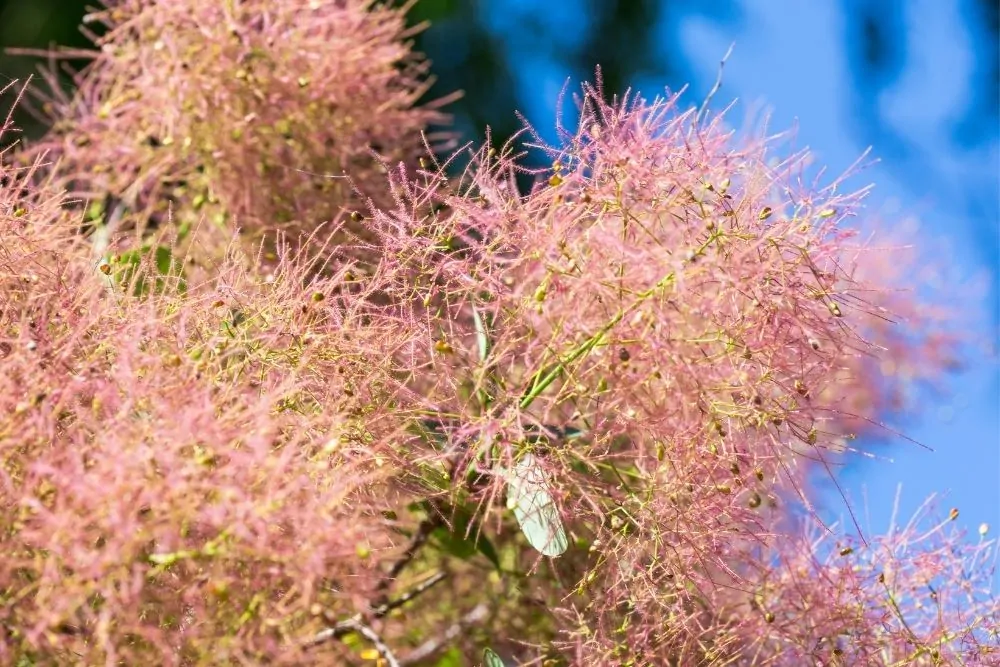 American Smoketree image