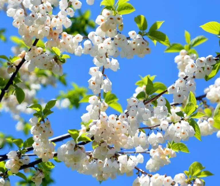 White flowers on the branches of Carolina Silverbell