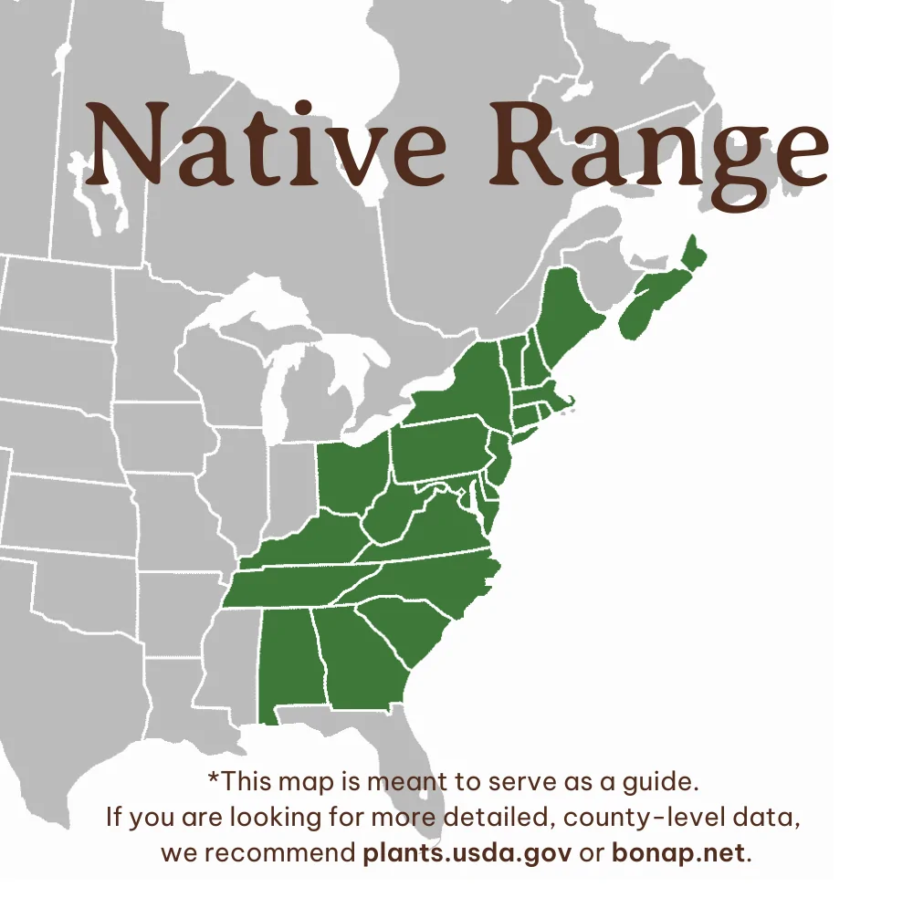 Great Laurel Range