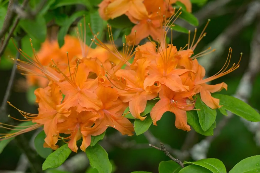 Flame Azalea image
