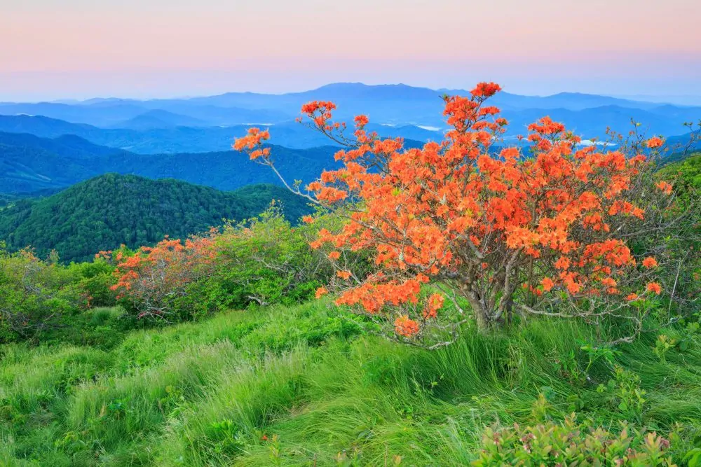 Flame Azalea image