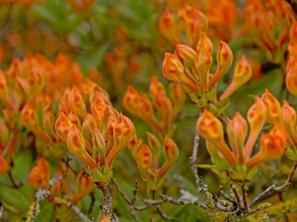 Flame Azalea image