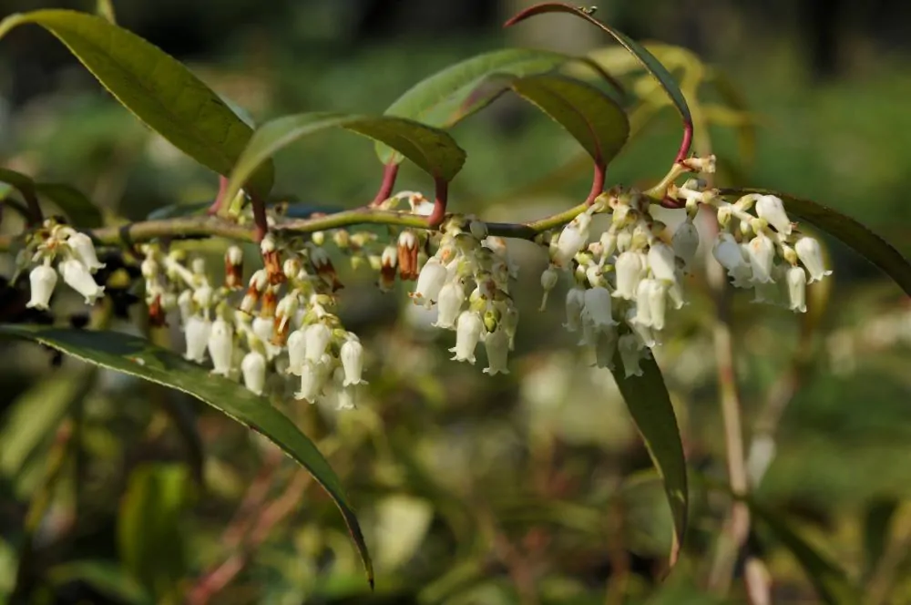 Coastal Lucothoe
