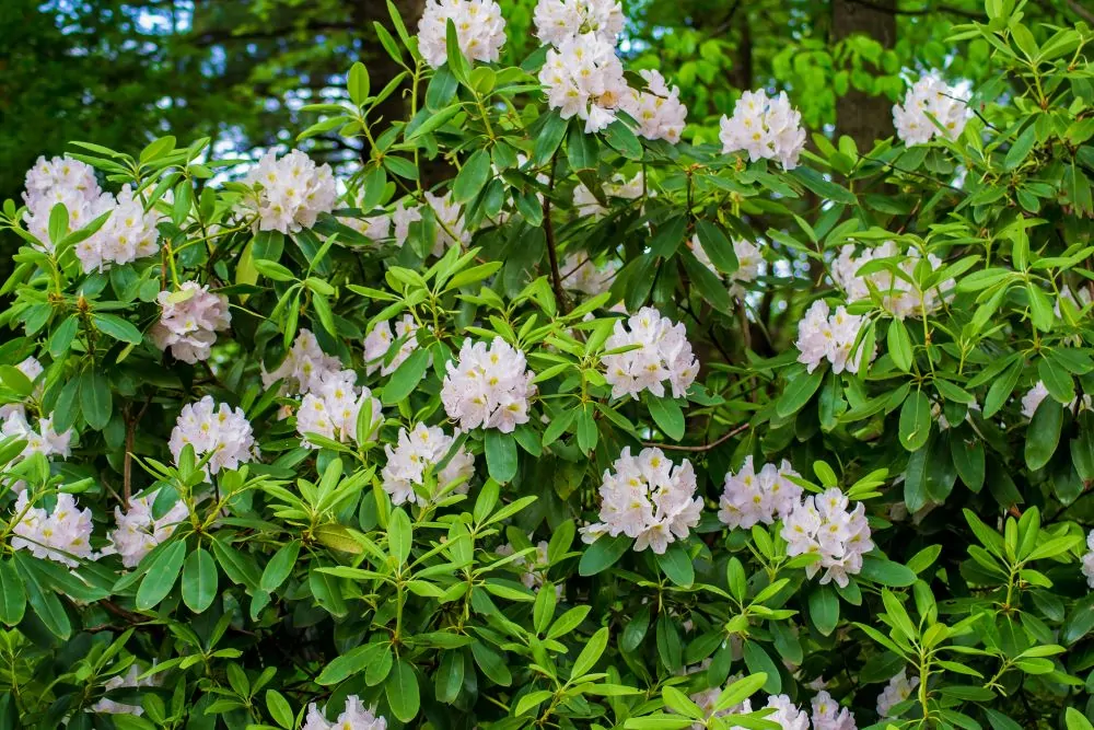 Great Laurel image