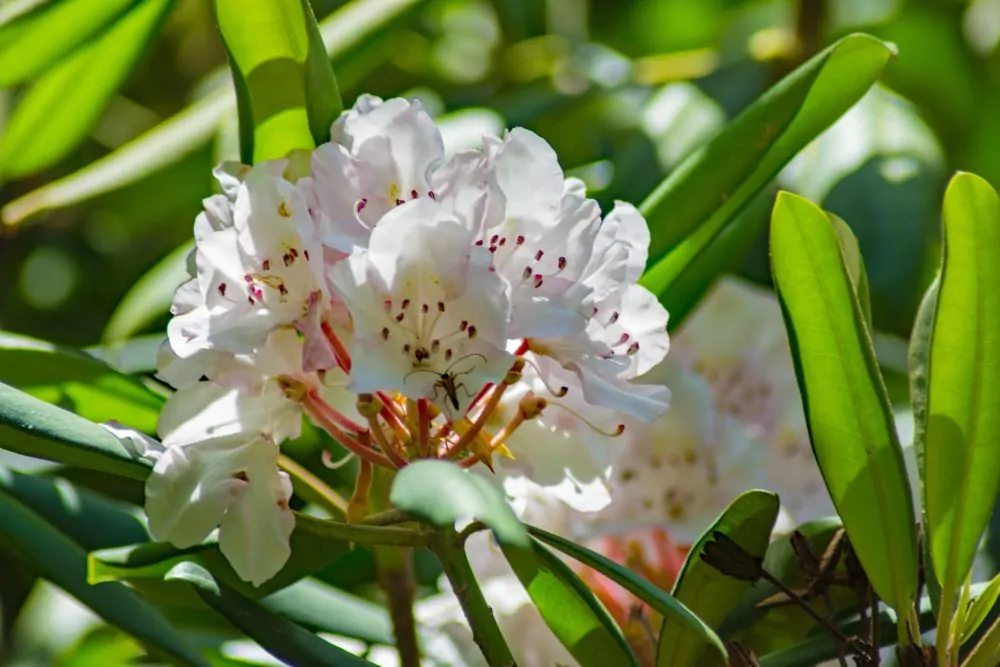 Great Laurel image