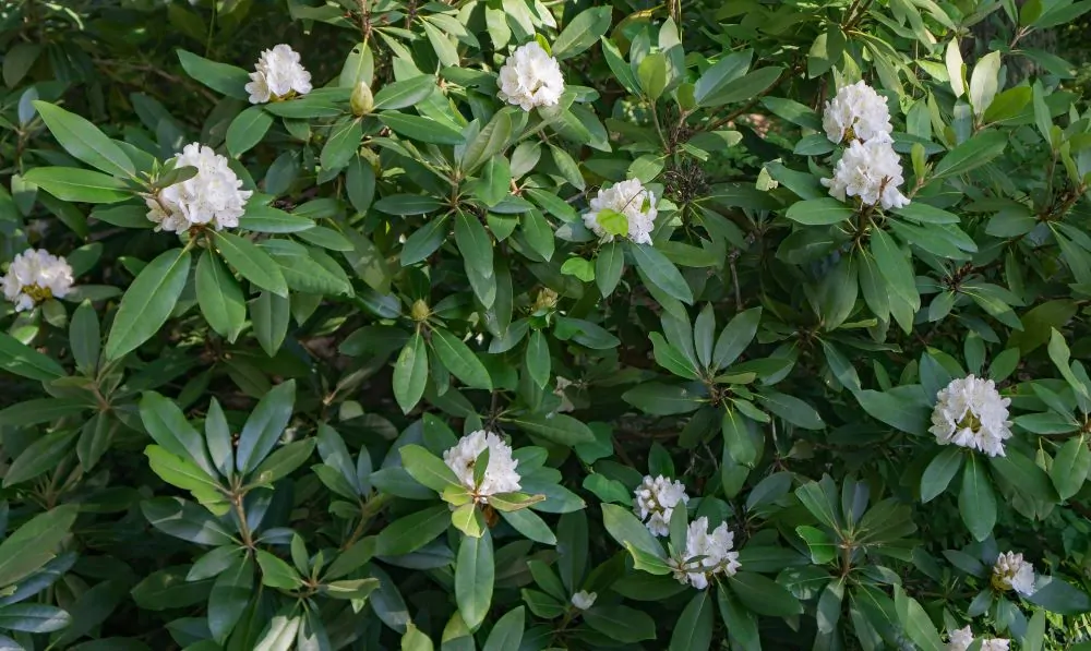 Great Laurel image