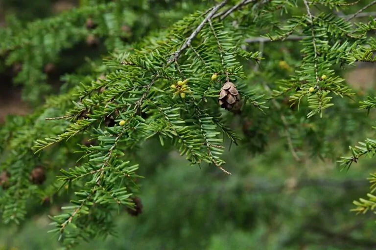 Eastern Hemlock image