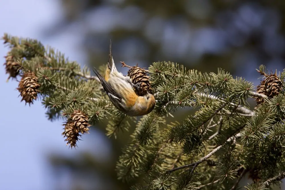 Eastern Hemlock image