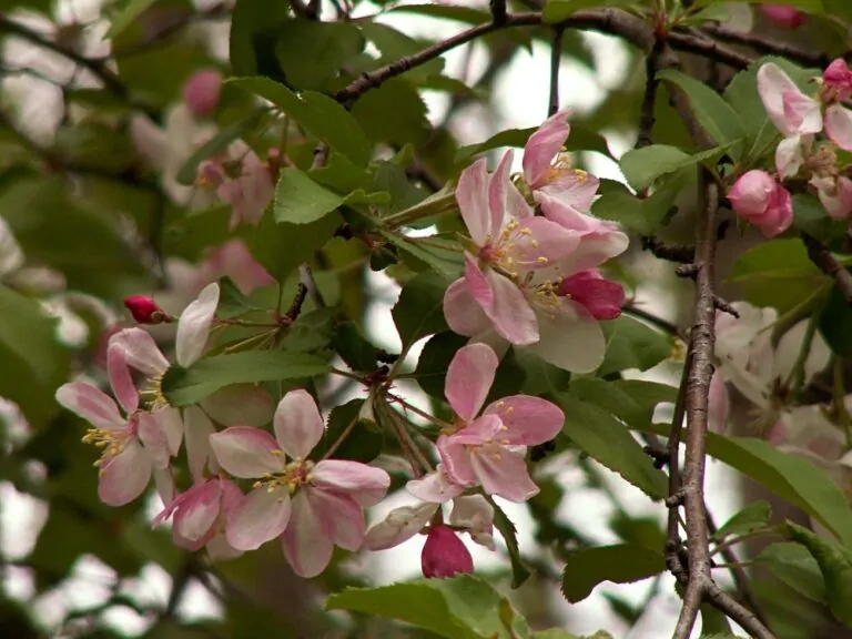 Sweet Crabapple image