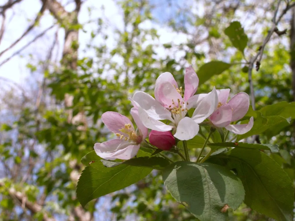 Sweet Crabapple image