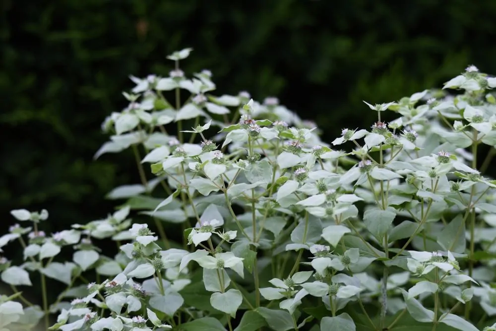 Short-Toothed Mountain Mint