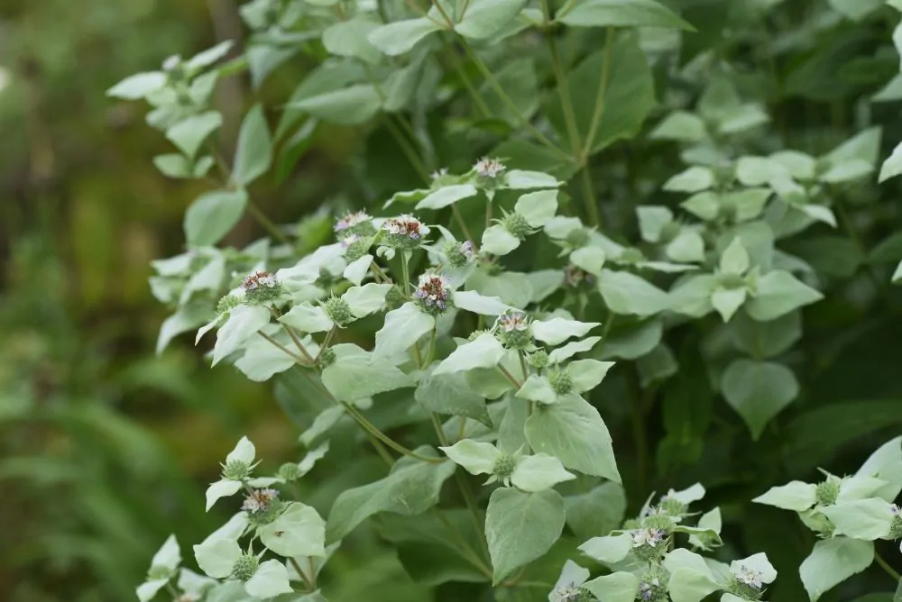 Short-Toothed Mountain Mint