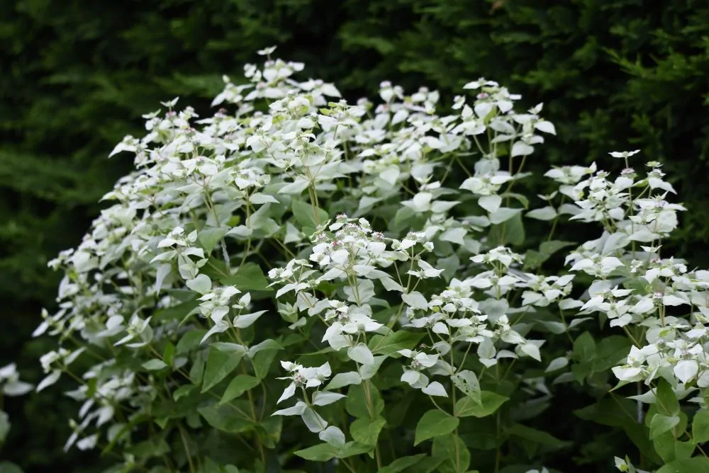 Short-Toothed Mountain Mint