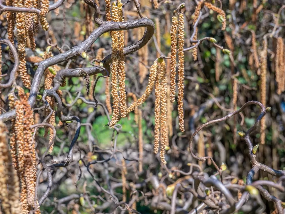American Hazelnut Catkins