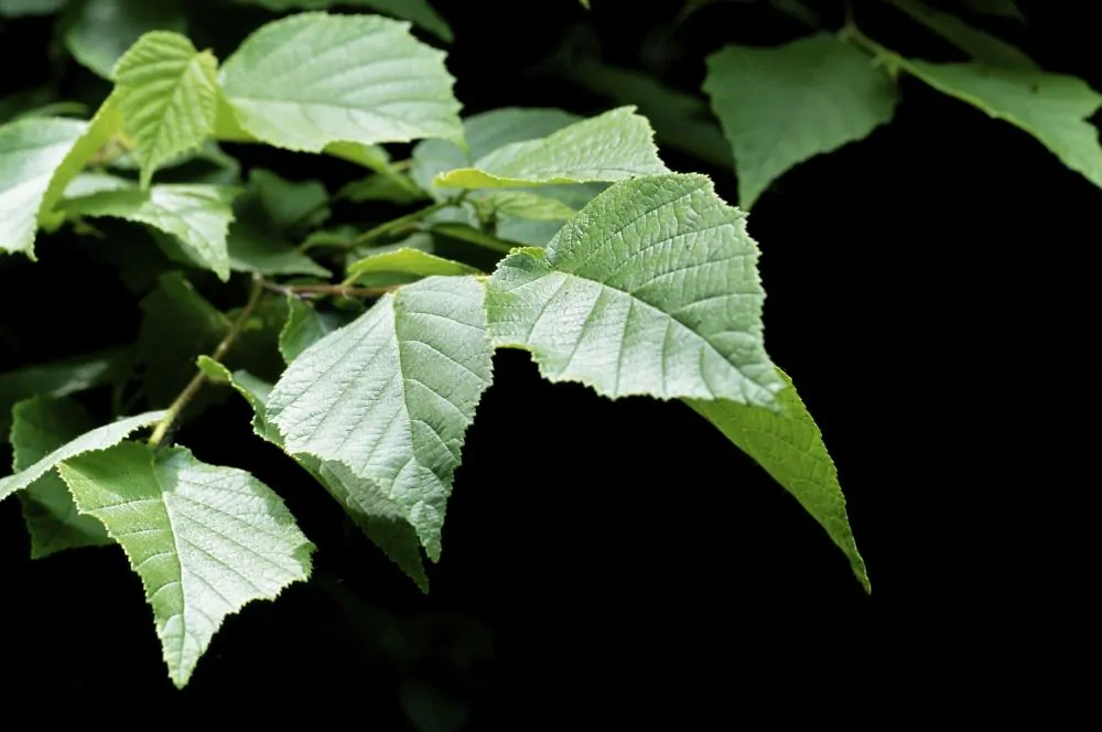 American Hazelnut Leaves