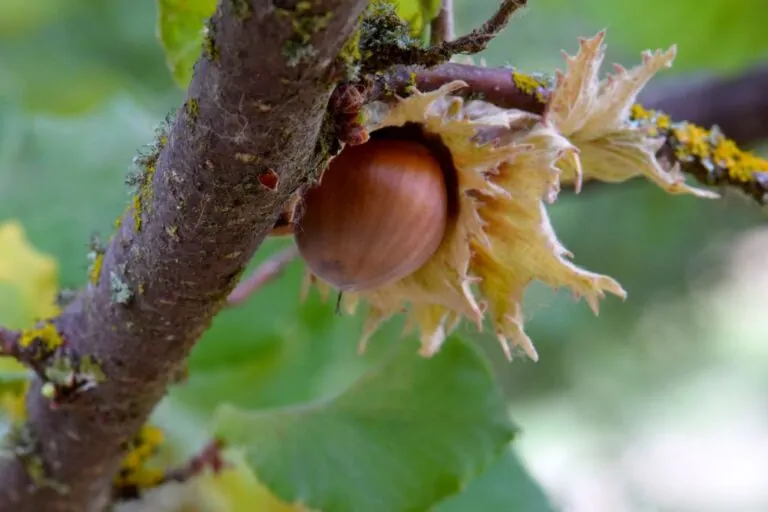 American Hazelnut Nut