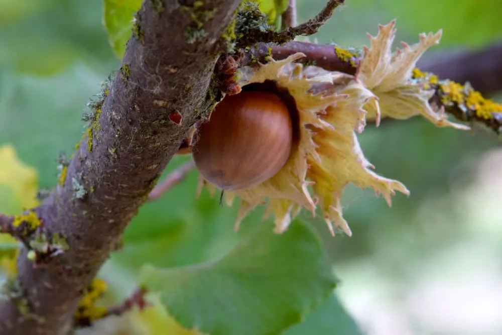 American Hazelnut Nut
