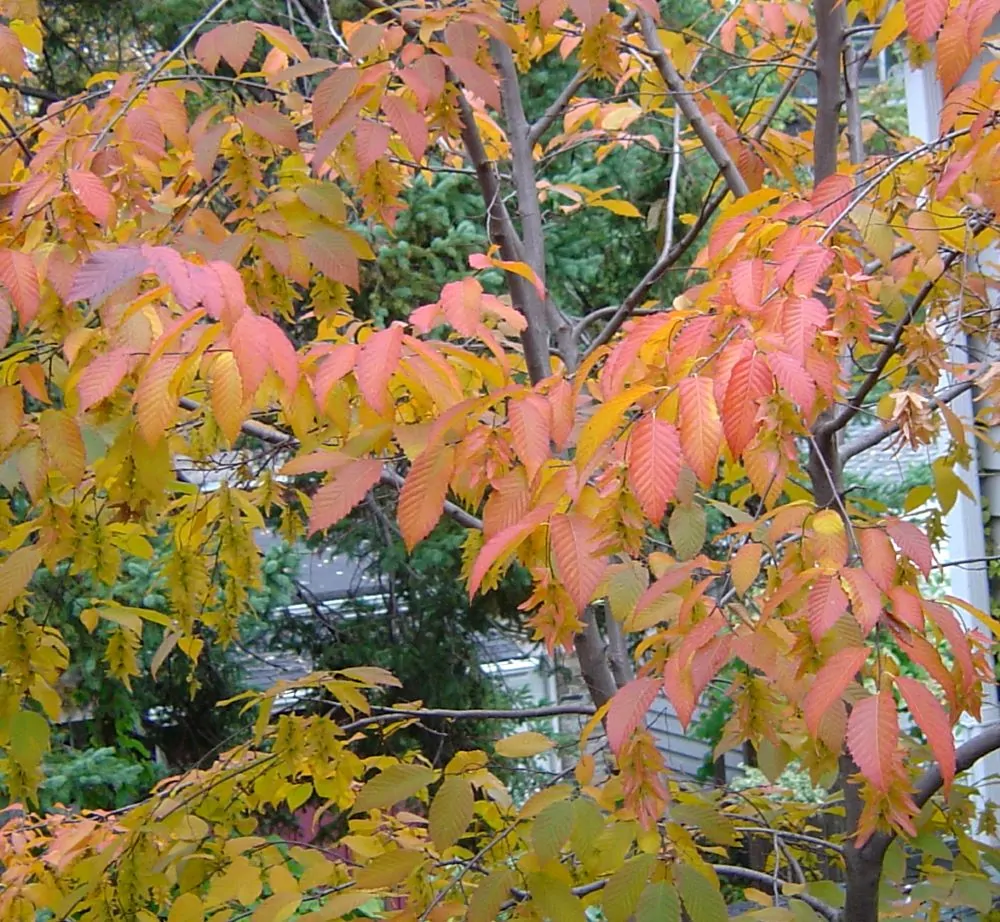 American Hornbeam Fall Color