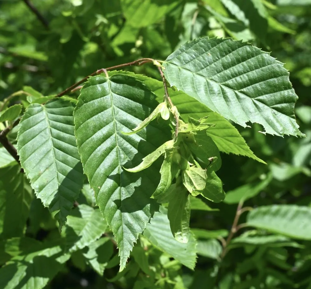 American Hornbeam Leaves