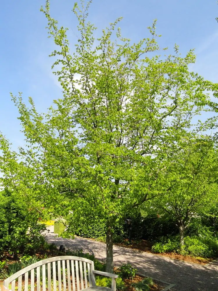 American Hornbeam Tree