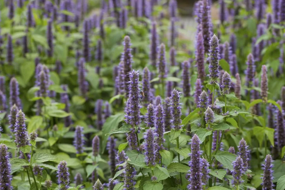 Anise Hyssop Flowers