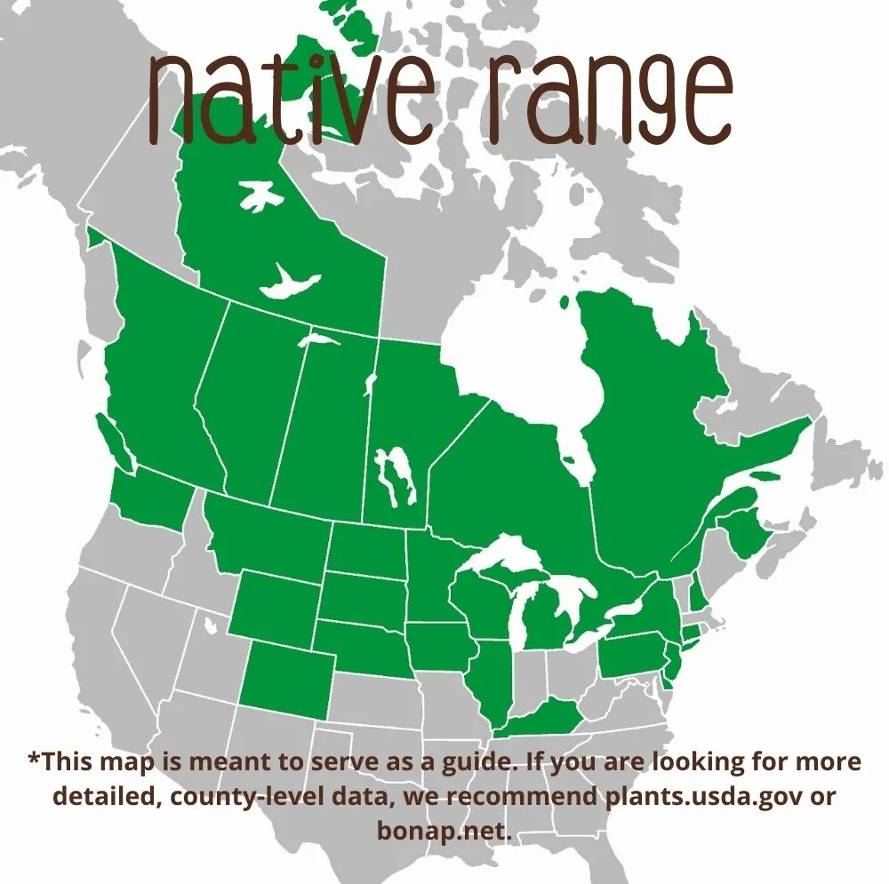 Anise Hyssop Range
