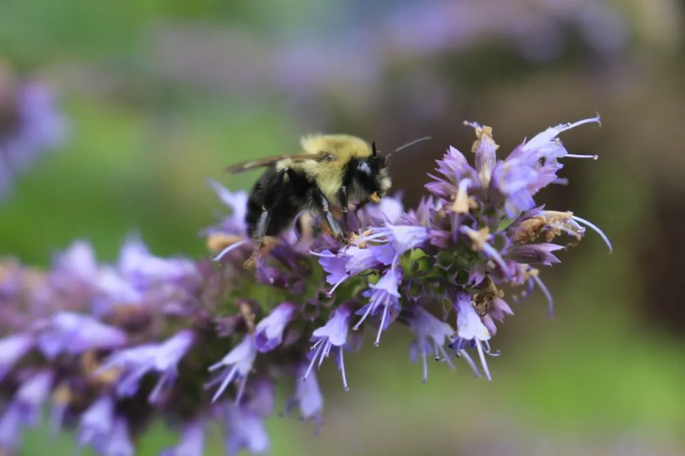 Anise Hyssop with Bee