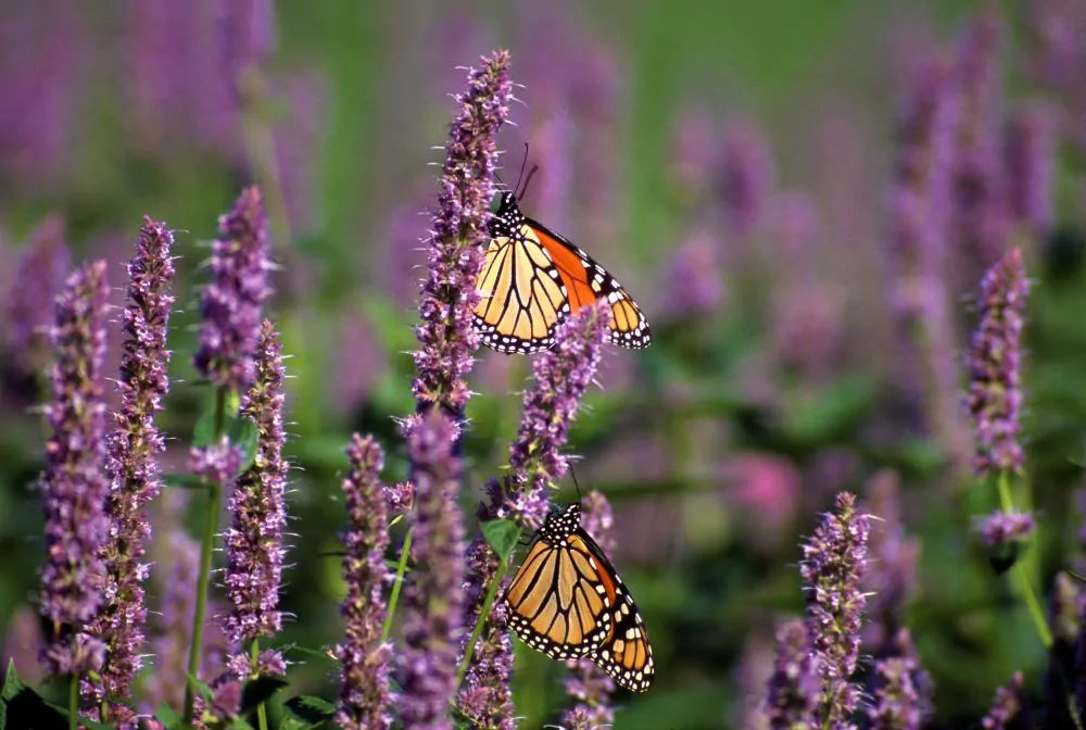 Anise Hyssop with Monarch