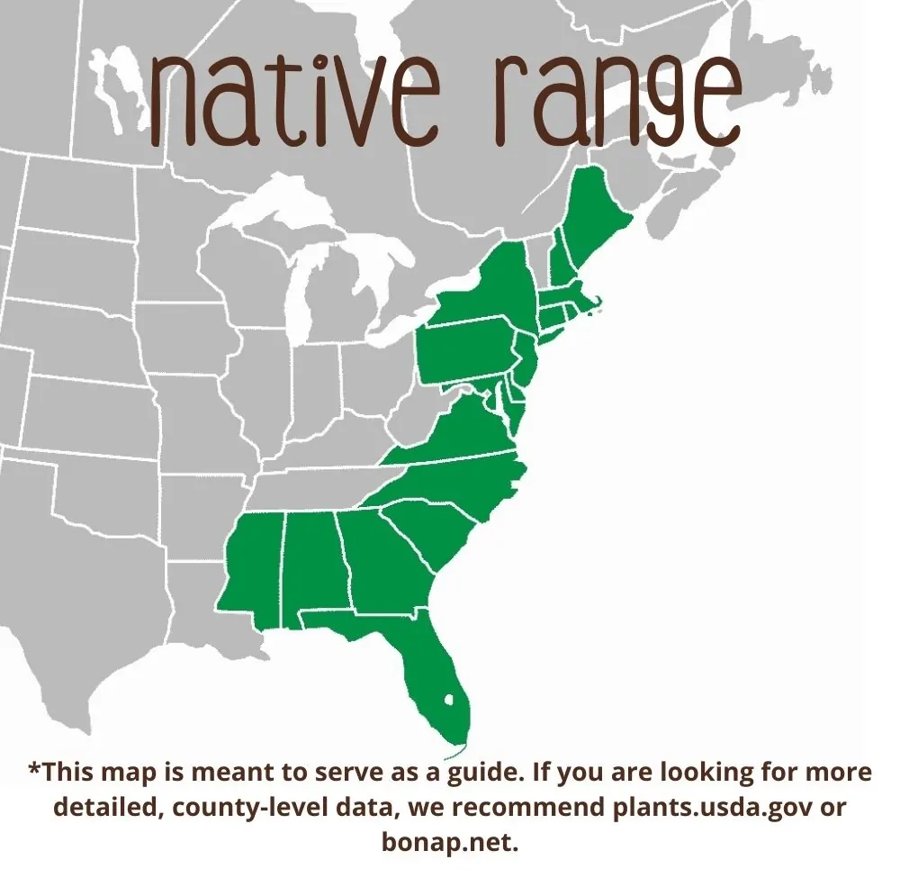 Atlantic White Cedar Range