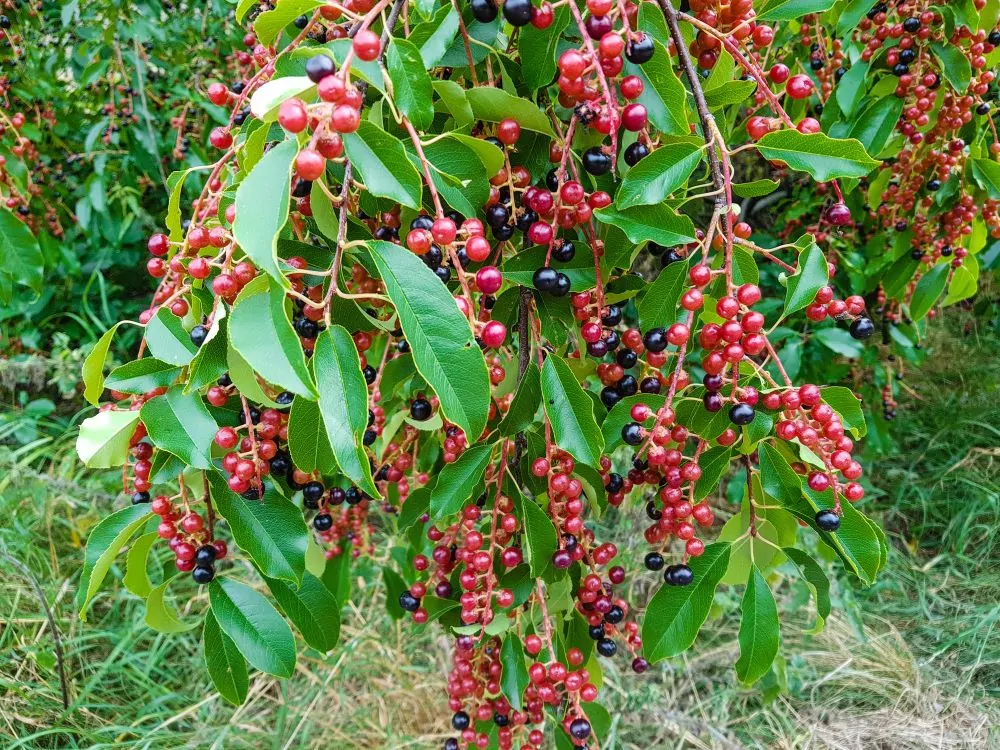 Black Cherry Berries