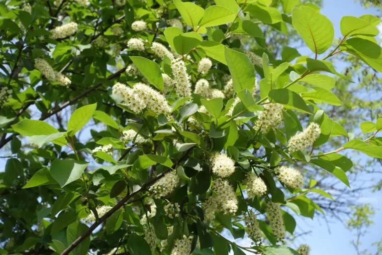 Black Cherry Blooms