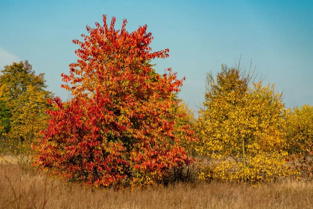 Black Cherry Fall Color