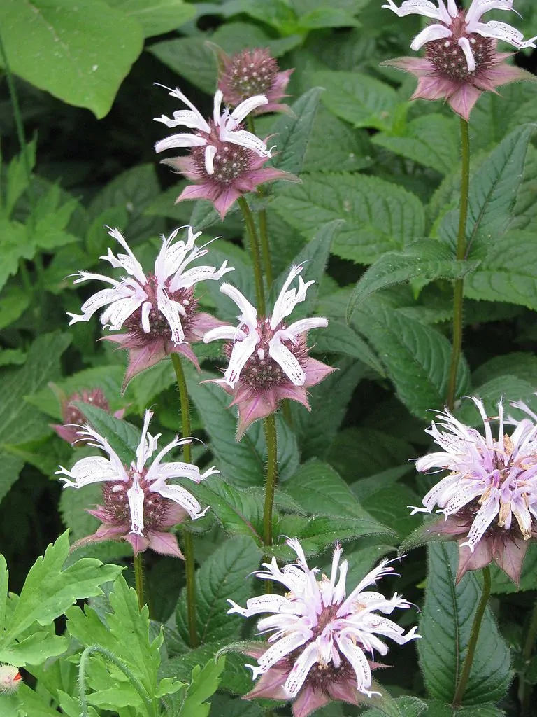 Bradbury Beebalm Flowers