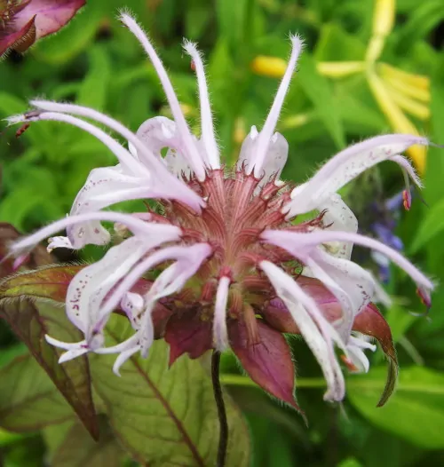 Bradbury Beebalm
