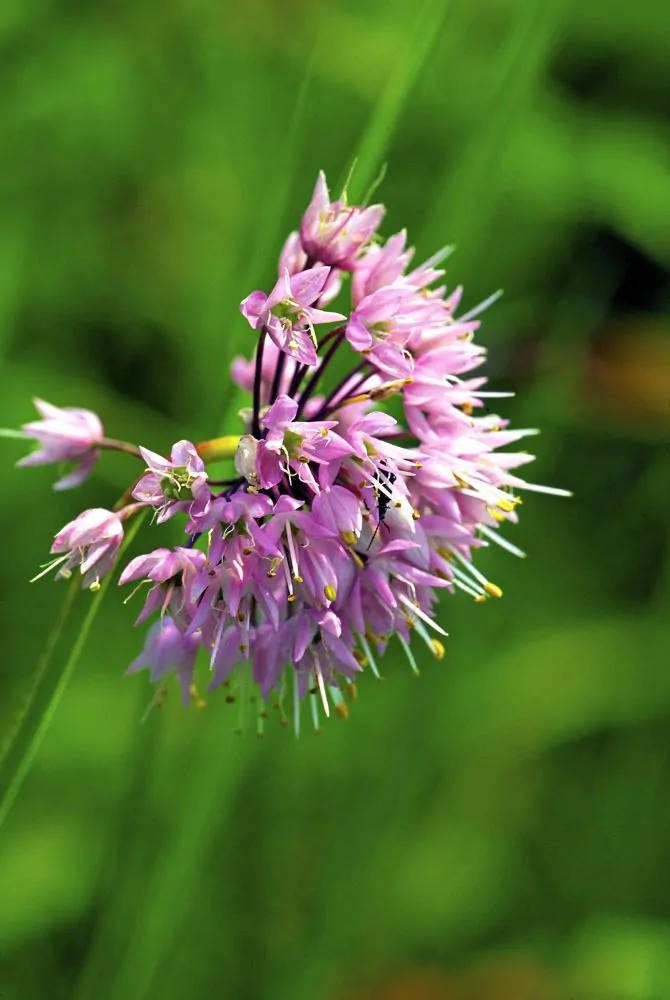 Nodding Wild Onion Flower