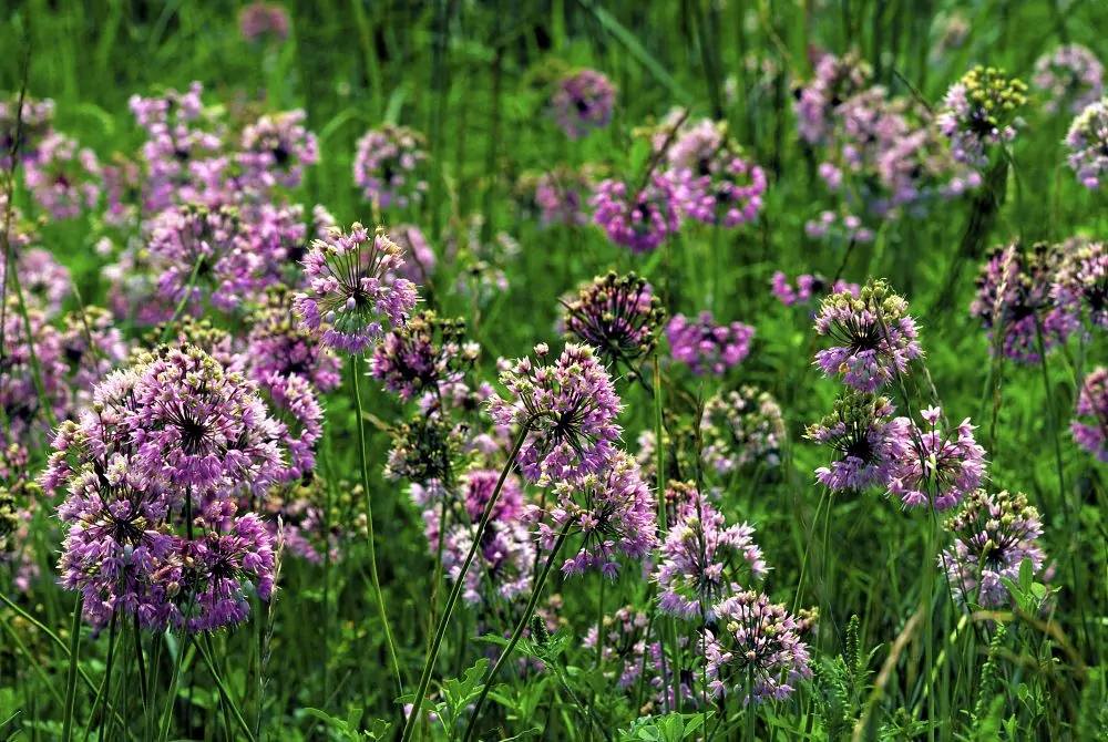 Nodding Wild Onions