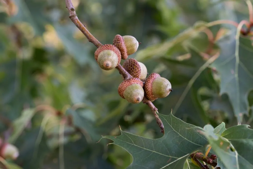 Northern Red Oak Acorns