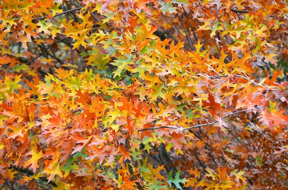 Northern Red Oak Fall