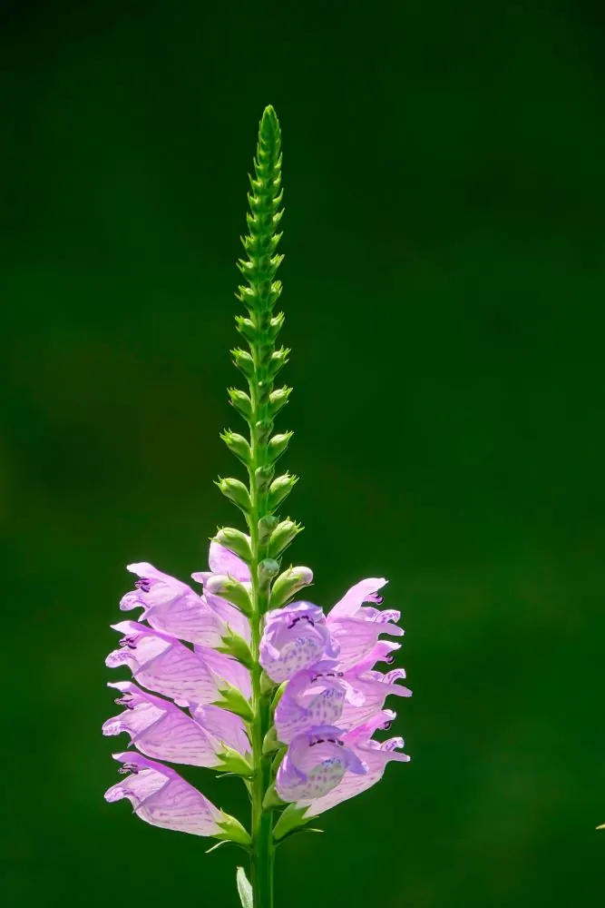 Obedient Plant Closeup