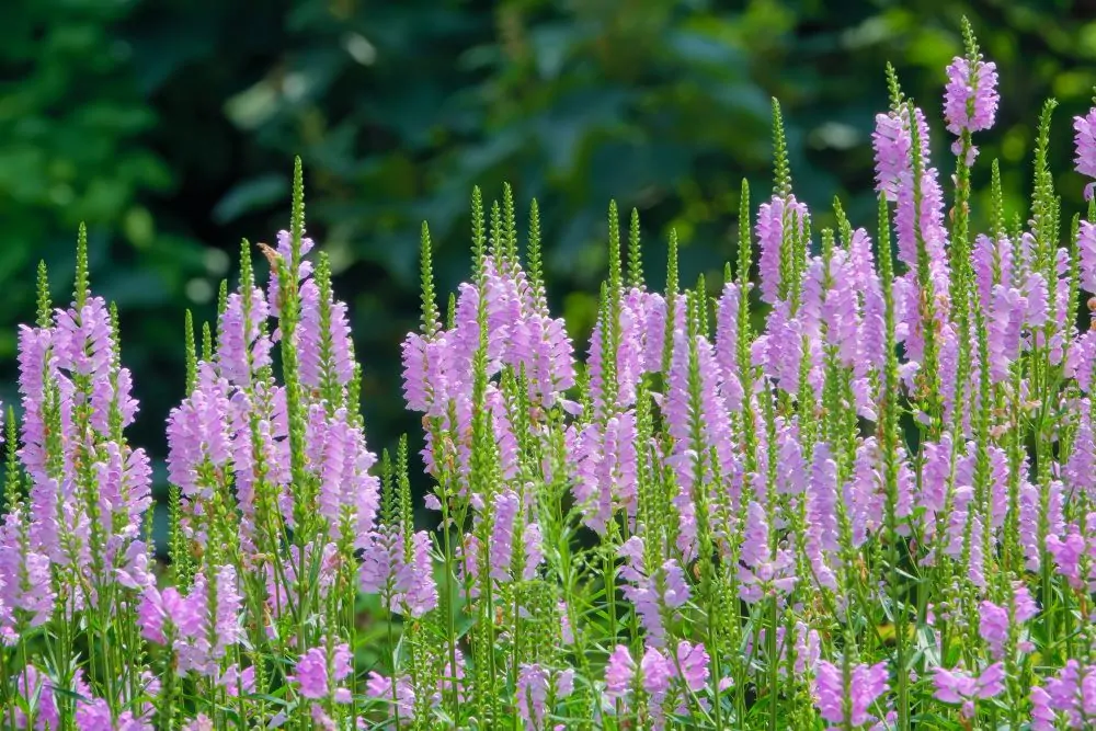 Obedient Plant Flowers