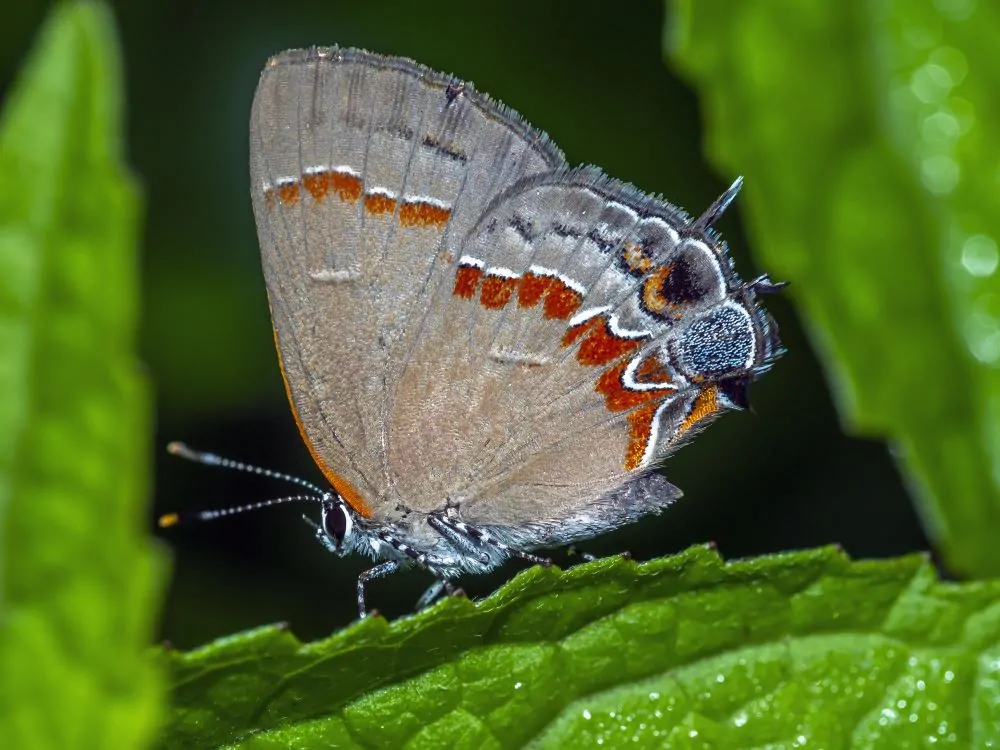 Red Banded Hairstreak