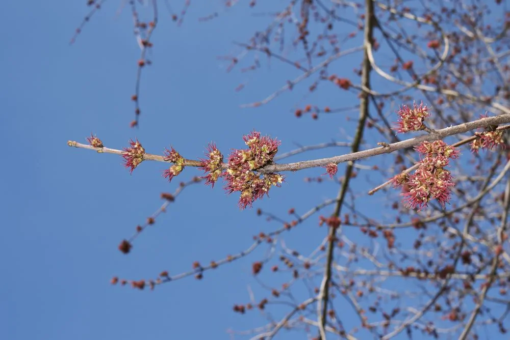Silver Maple Bloom