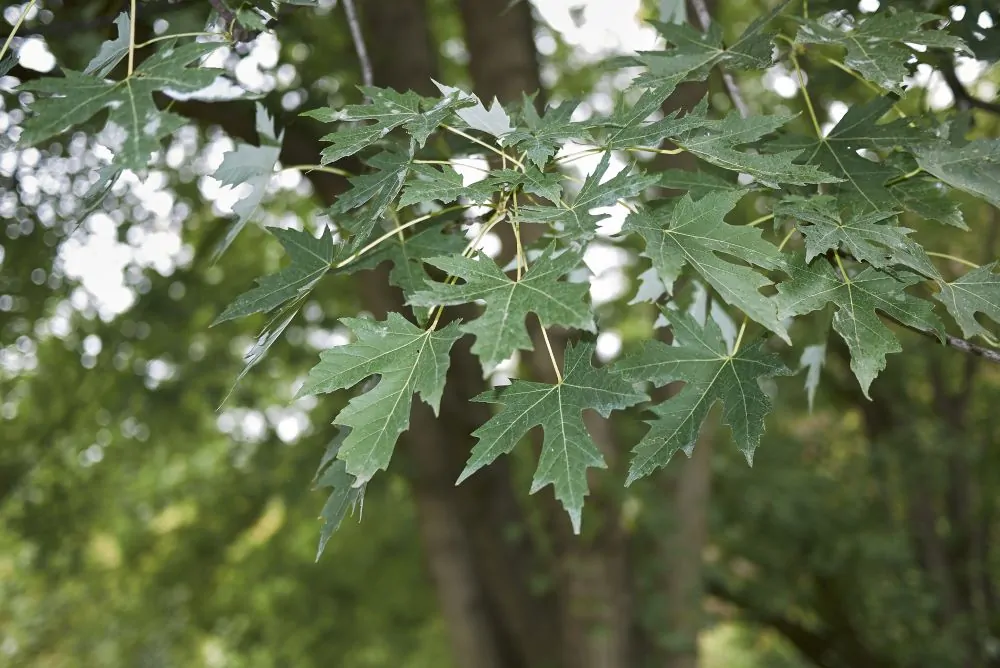 Silver Maple Leaves