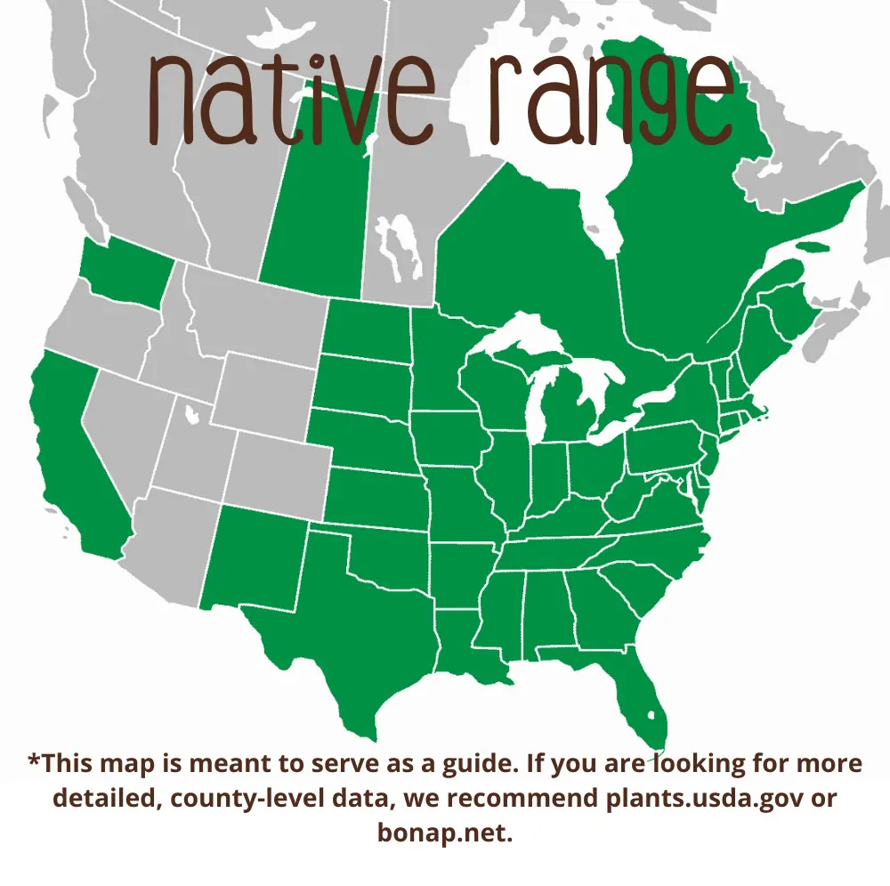 Silver Maple Range