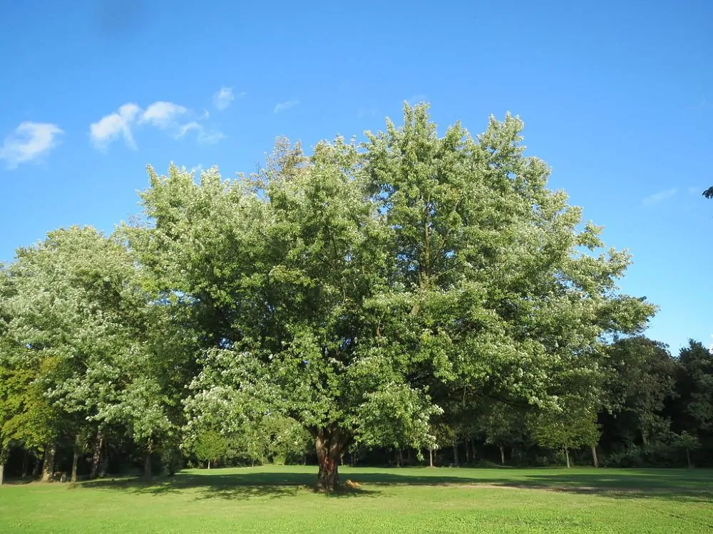 Silver Maple Tree