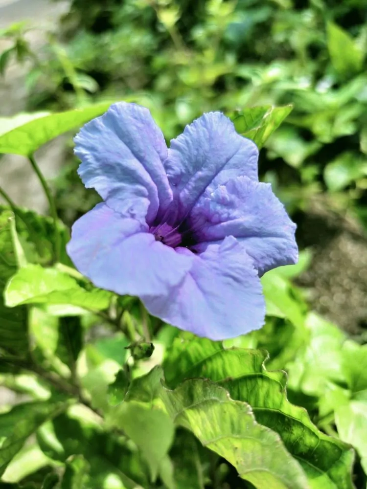 Wild Petunia Flower